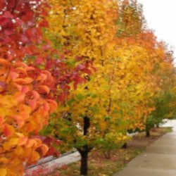 Screening and Hedging