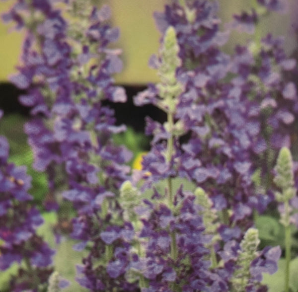 Salvia Hybrida Mystic Spires Blue
