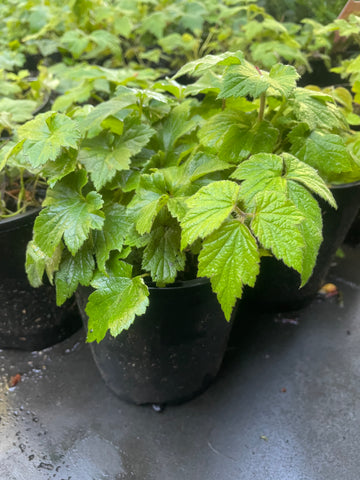 Anemone Hupehensis Japonica 'Fall in Love Sweetly'