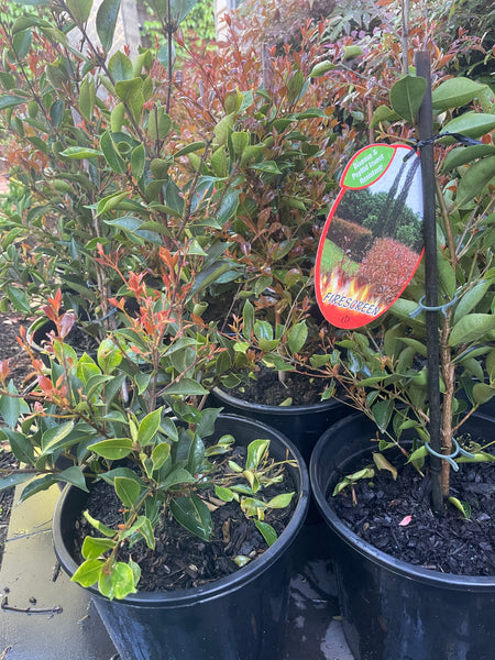 Acmena Smithii 'Firescreen'