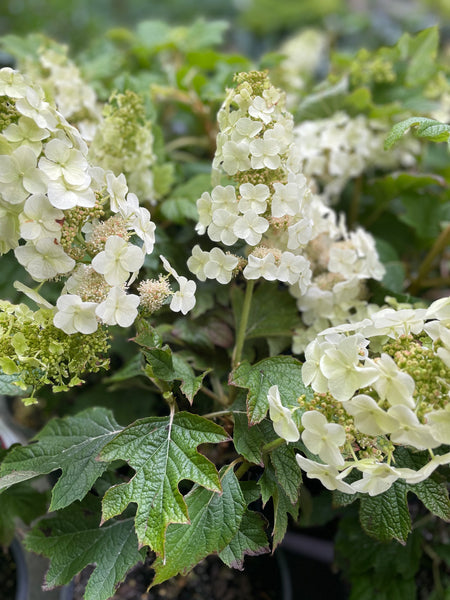 Hydrangea Quercifolia 'Prinsnow'