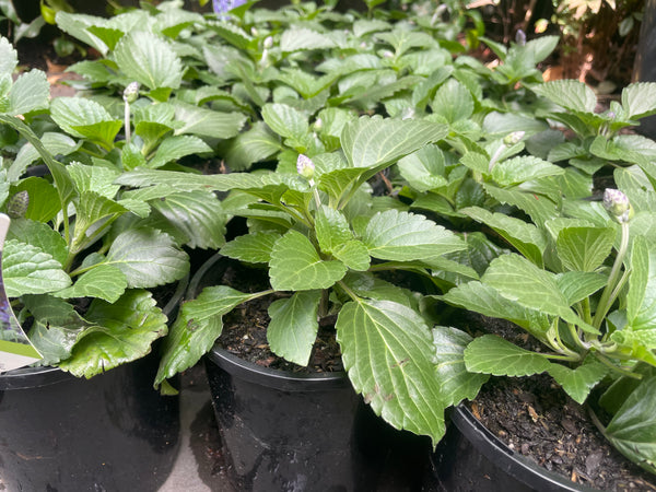 Salvia Hybrida Mystic Spires Blue