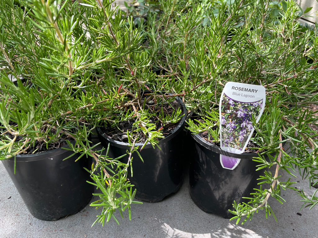 Rosmarinus Officinalis 'Blue Lagoon'