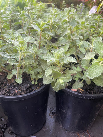 Nepeta 'Dropmore'