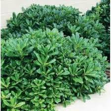 Pittosporum Tobira 'Miss Muffett'