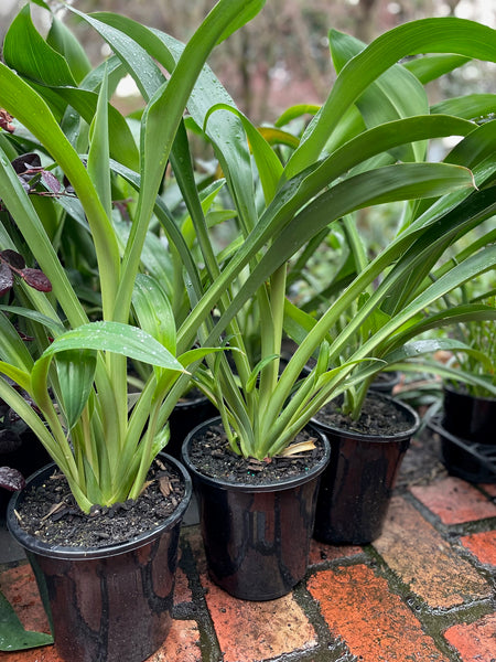 Arthropodium Cirratum 'Matapouri Bay'