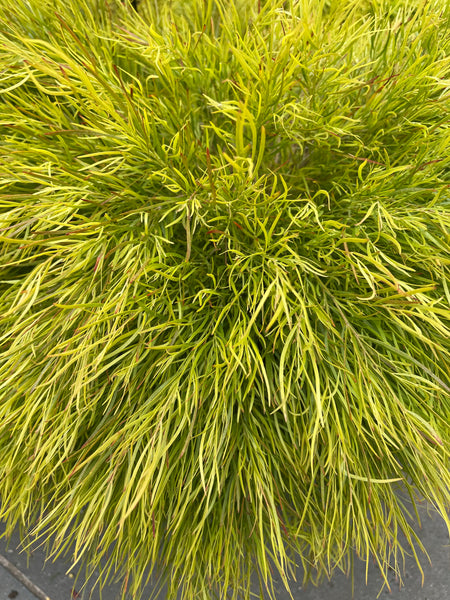 Acacia Cognata 'Limelight'