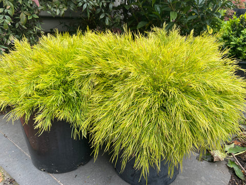 Acacia Cognata 'Limelight'