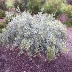 Acacia 'Stirling Silver'