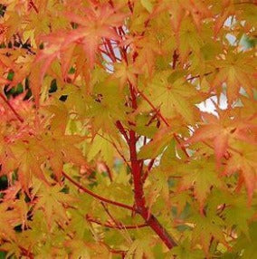 Acer Palmatum 'Senkaki' - Coral Bark Maple