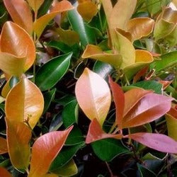 Acmena Smithii 'Firescreen'