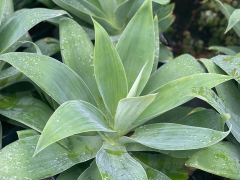 Agave Attenuata