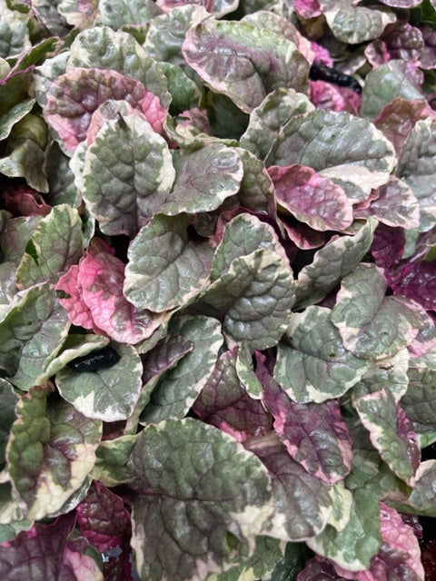 Ajuga Reptans 'Burgundy Glow'