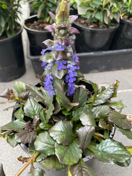 Ajuga Reptans 'Catlin's Giant'