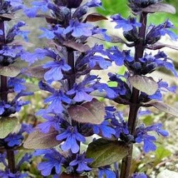 Ajuga Reptans 'Catlin's Giant'