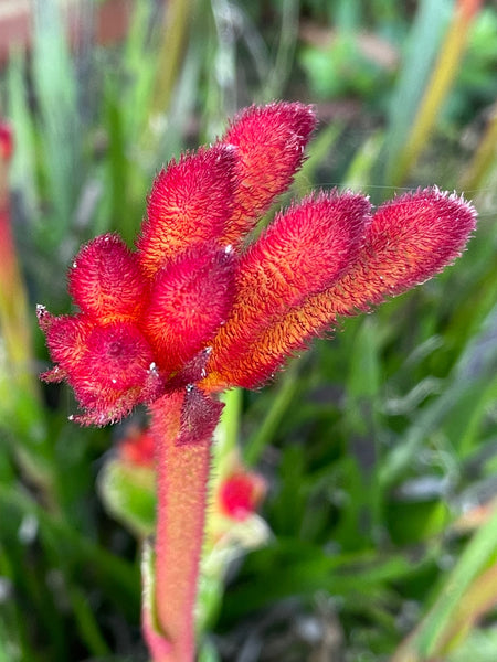 Anigozanthos Bush Inferno - Kangaroo Paw