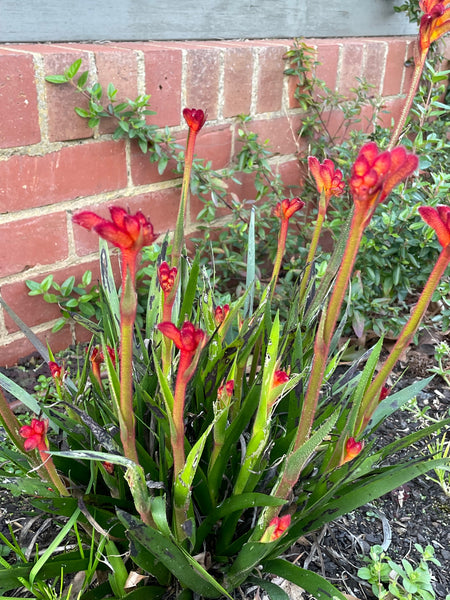 Anigozanthos Bush Inferno - Kangaroo Paw