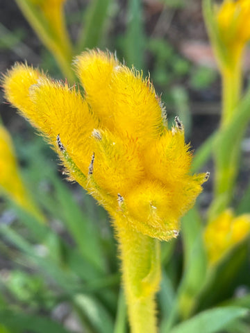Anigozanthos Bush Zest - Kangaroo Paw