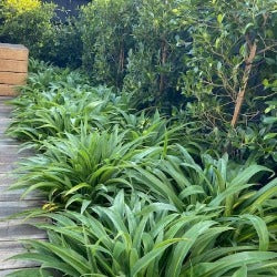 Arthropodium Cirratum 'Matapouri Bay'