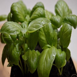 Basil