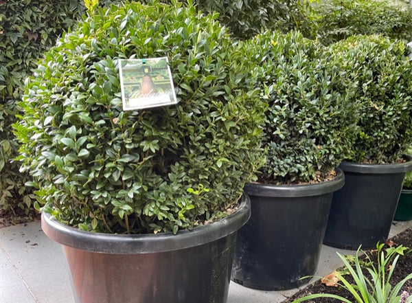 Buxus Sempervirens 'English Box'