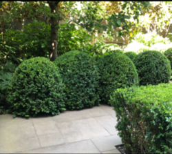 Buxus Sempervirens 'English Box'