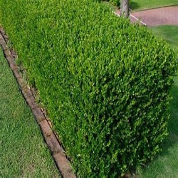 Buxus Sempervirens 'English Box'