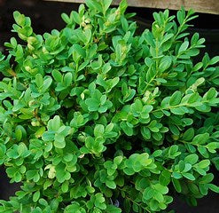 Buxus Sempervirens Suffruticosa 'Dutch Box' or 'Boxwood'