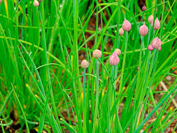 Chives (Allium Tuberosum)