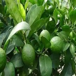 Citrus Latifolia Lime 'Courtyard'