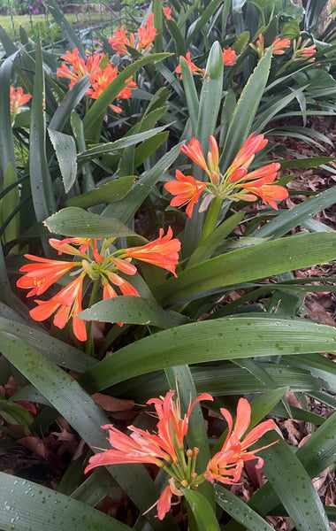 Clivia Miniata 'Bush Lily'