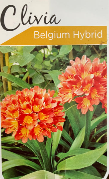 Clivia - Belgium Hybrid