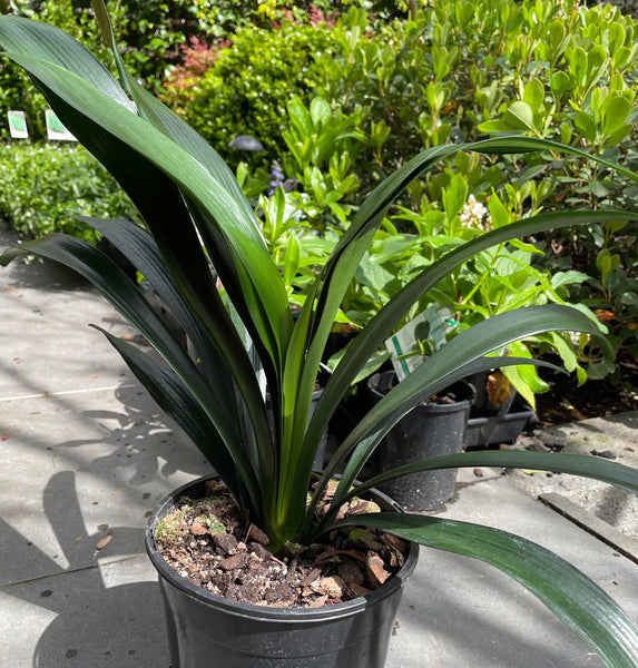 Clivia - Belgium Hybrid