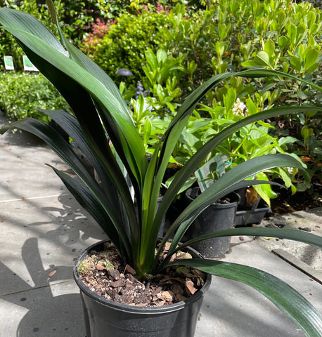 Clivia - Belgium Hybrid