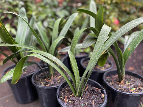 Clivia Miniata 'Bush Lily'