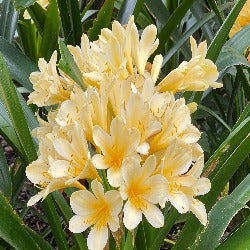 Clivia Miniata - Yellow