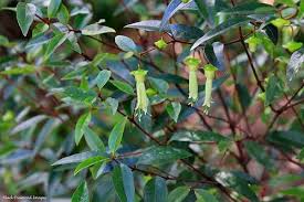 Correa Baeuerlenii 'Chef's Cap'