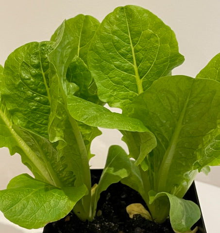 Lettuce Cos (Lactuca Sativa)