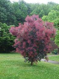 Cotinus Coggygria 'Royal Purple' - Purple Smoke Bush