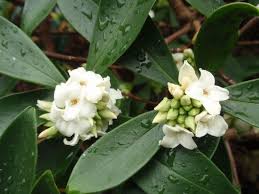 Daphne Odora Alba - White