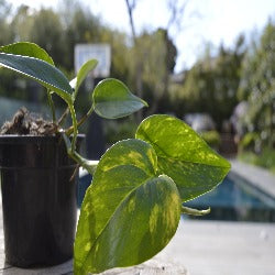 Epipremnum Aureum 'Devils Ivy' - Variegated