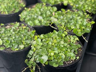 Dichondra Repens