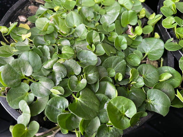 Dichondra Repens