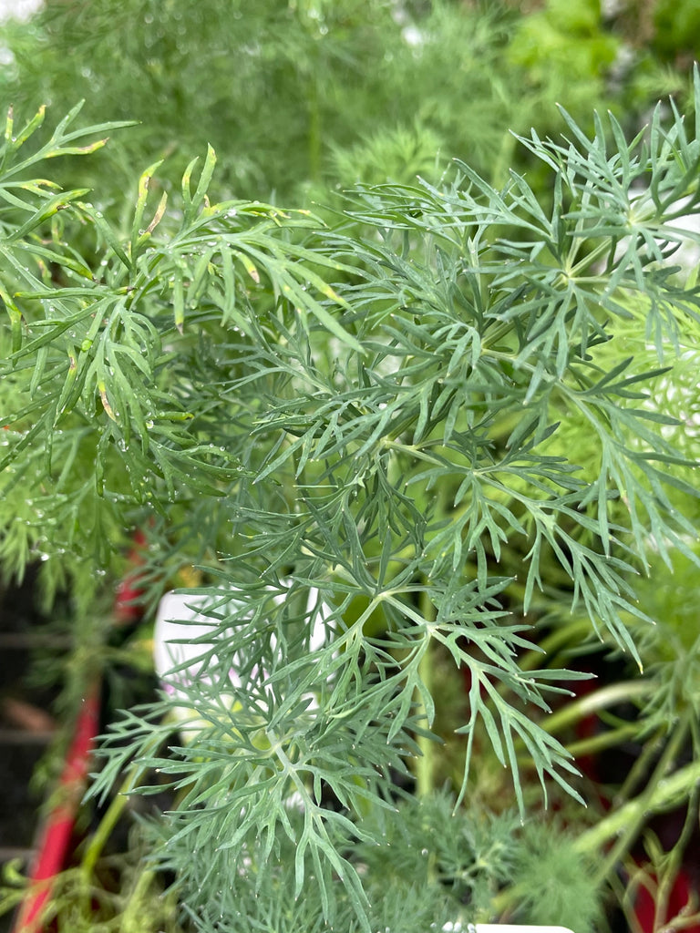 Dill (Anethum Graveolens)