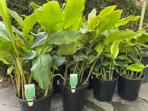 Elettaria Cardamomum