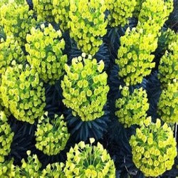 Euphorbia Characias Wulfenii 'Spurge'