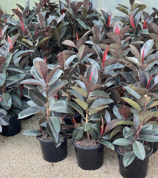 Ficus Elastica Burgundy
