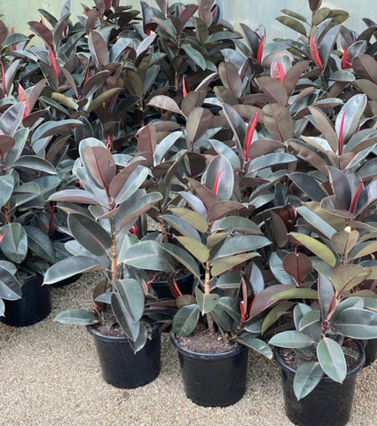Ficus Elastica Burgundy