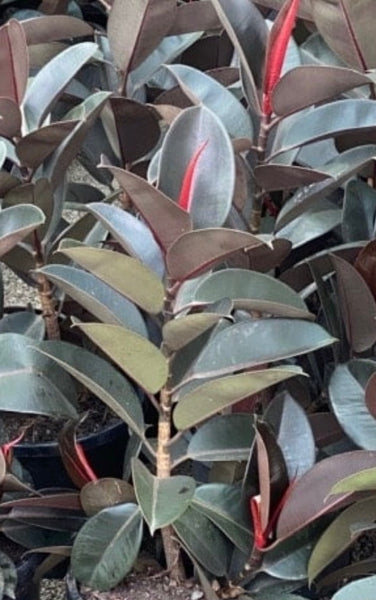Ficus Elastica Burgundy