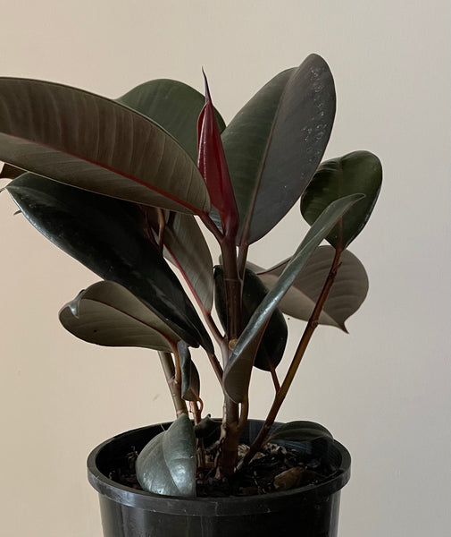 Ficus Elastica Burgundy